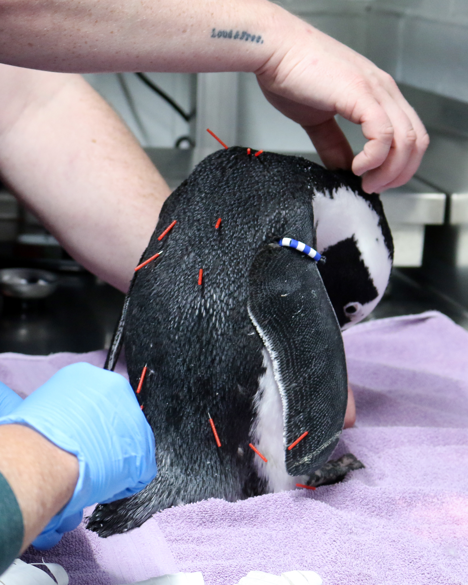 Peeko the penguin receiving acupuncture
