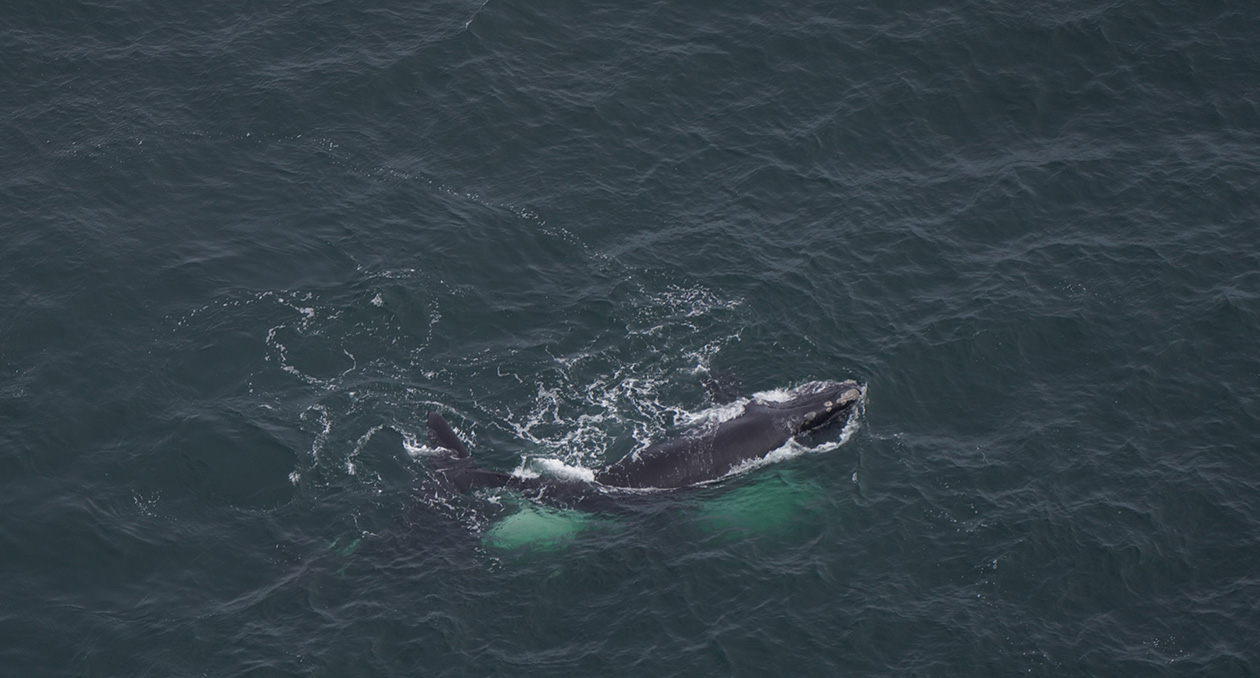 North Atlantic right whale known as Catalog #5193 is spotted swimming in the Atlantic.