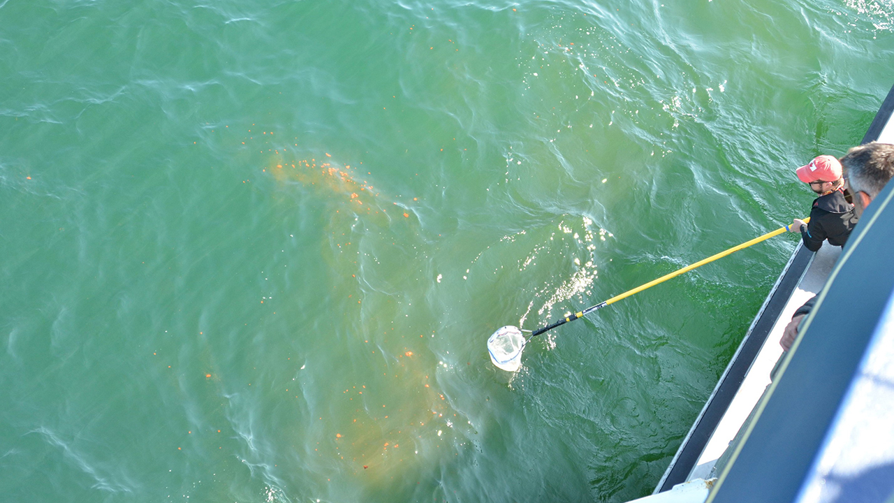 Collecting right whale poop from the water