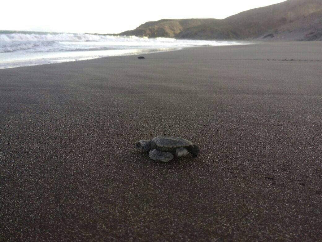 Baby loggerhead turtle on the coast of Cape Verde.
