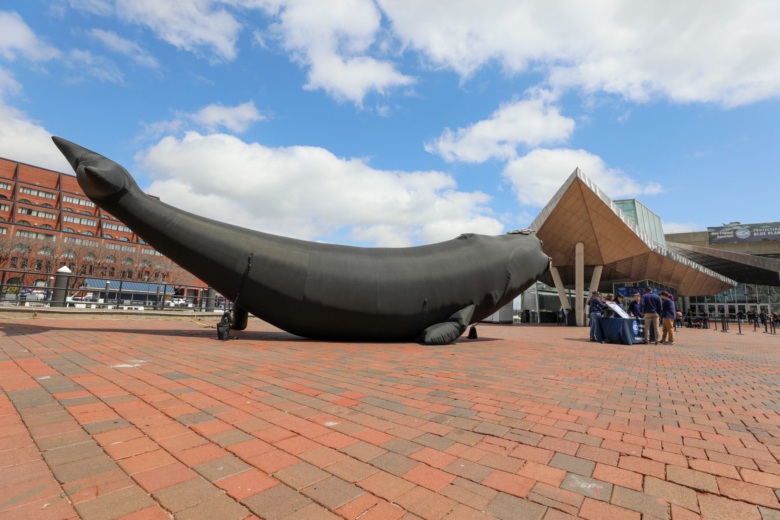 Right whale Calvin on Central Wharf Plaza