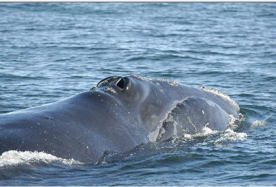 Right whale Catalog 1950 Bay of Fundy 2006