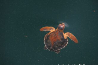 A Kemp's ridley sea turtle affected by the Deepwater Horizon Oil Spill