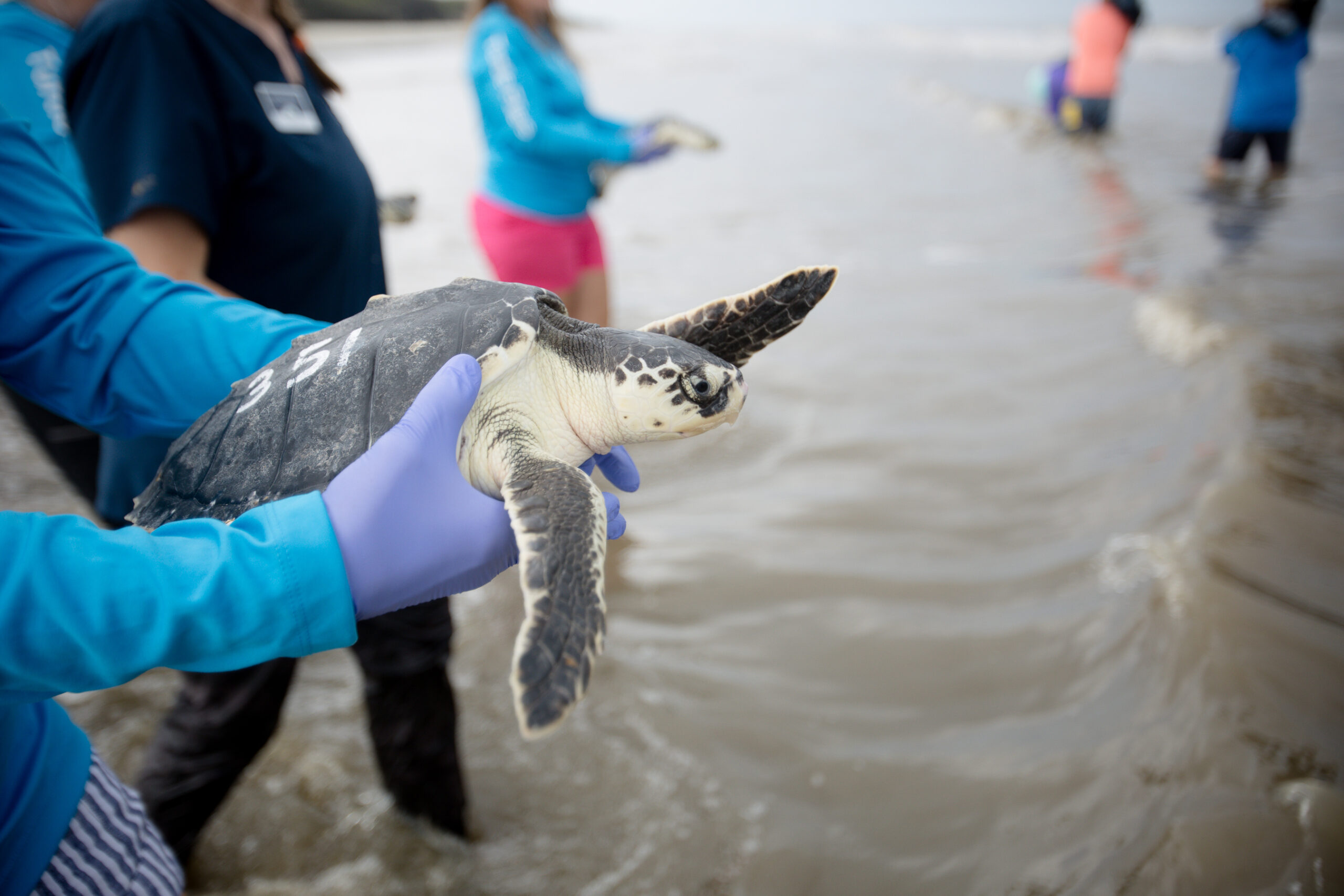 Rehabilitated Kemp's ridley sea turtle