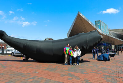 Visitors pose with Calvin, an inflatable right whale
