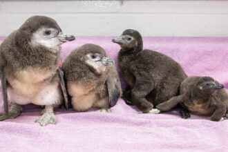 Four African penguins chicks hatched at the New England Aquarium in spring 2024