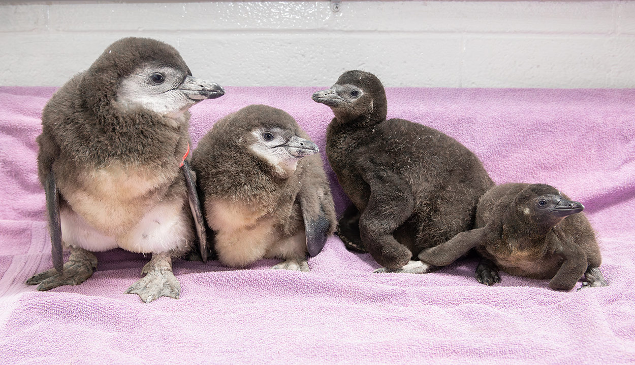 Four African penguins chicks hatched at the New England Aquarium in spring 2024