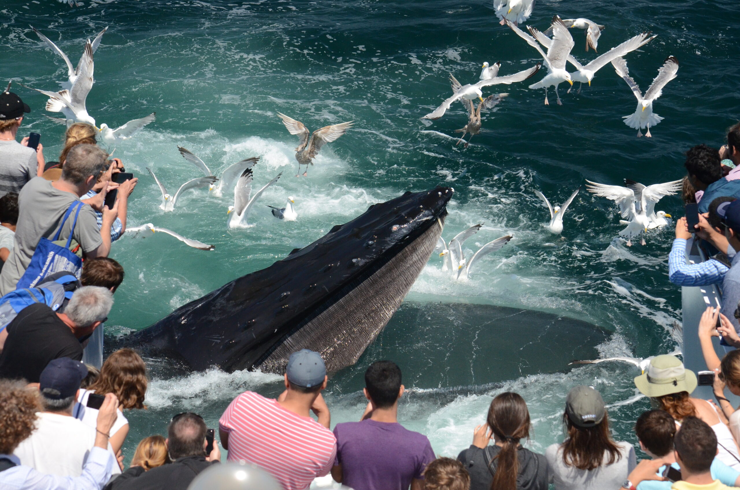 A group of whale watchers with Boston Harbor City Cruises