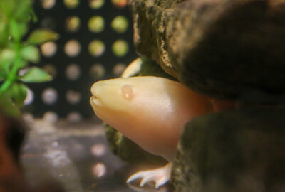 Chi the axolotl, who is pink, peeking out from behind a rock