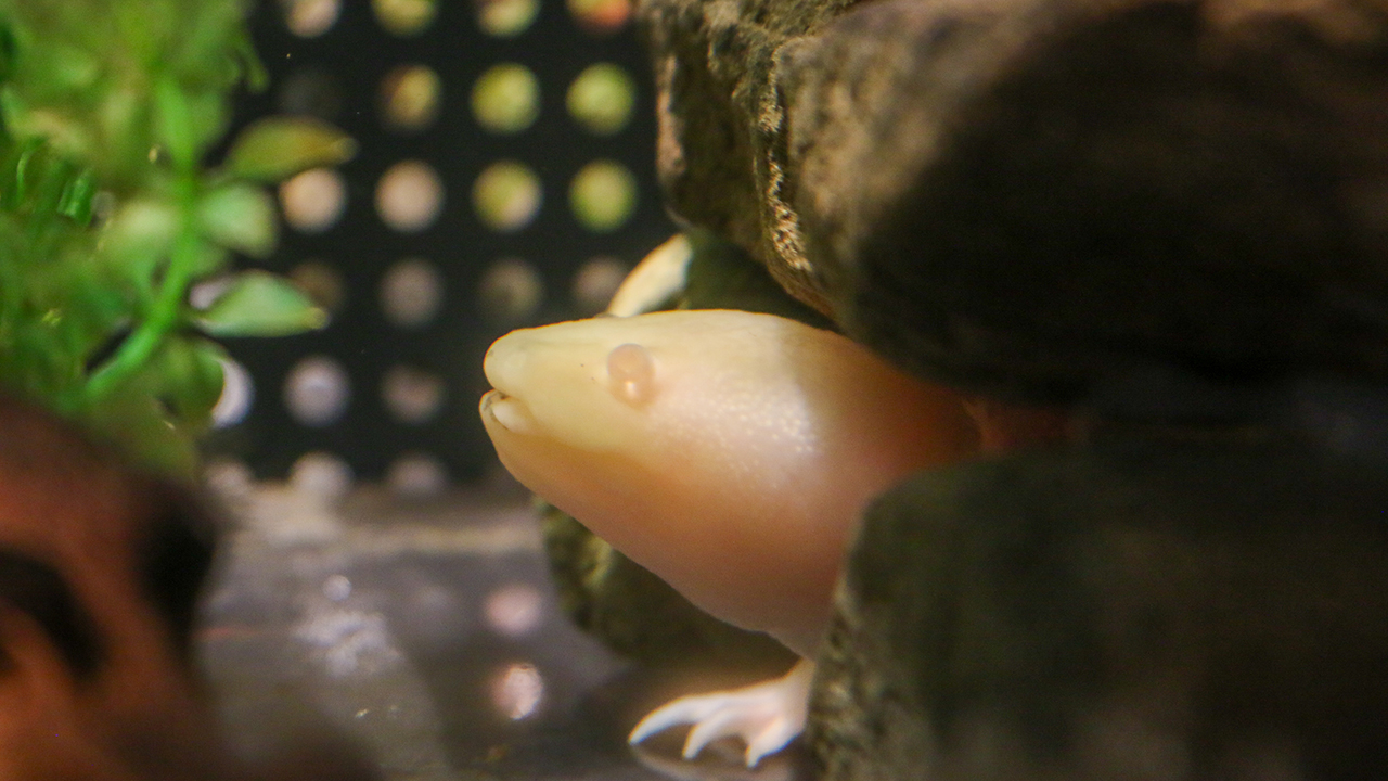 Chi the axolotl, who is pink, peeking out from behind a rock