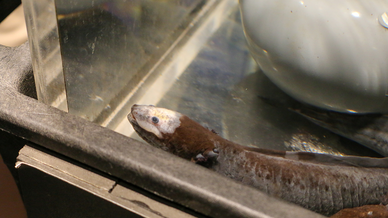 behind the scenes tour aquarium