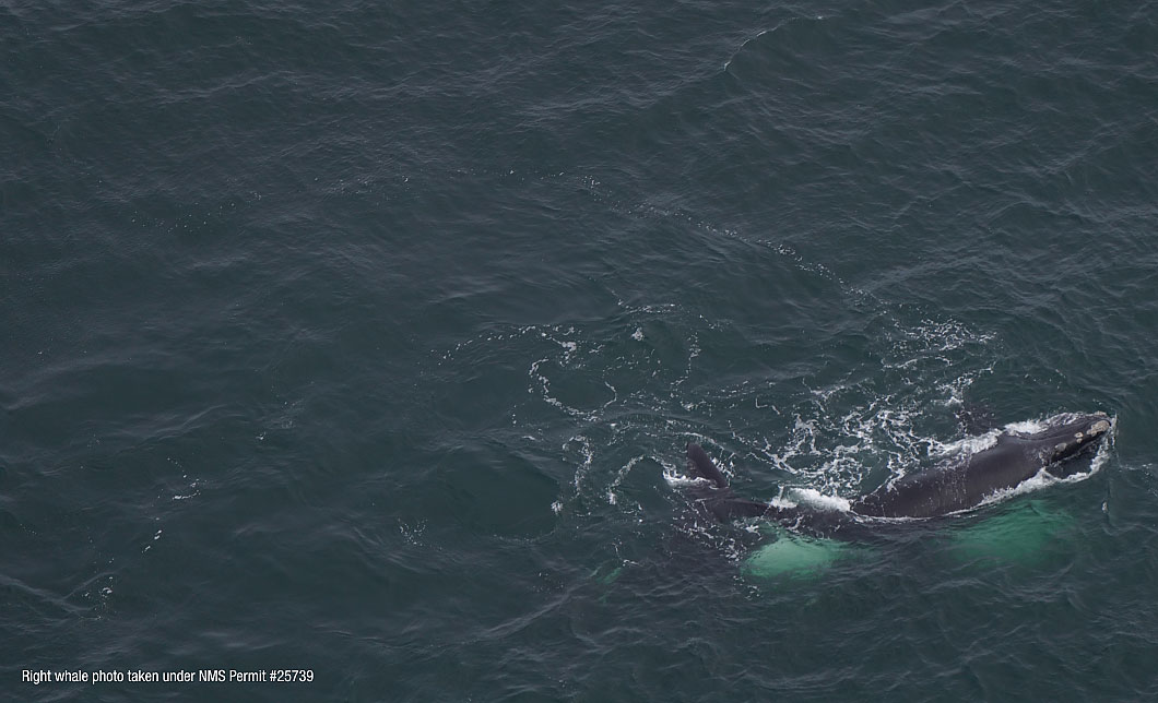 North Atlantic right whale known as Catalog #5193 is spotted swimming in the Atlantic.