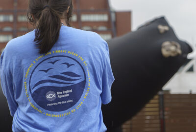 Right Whale Day Celebrations Highlight Collaboration to Protect the Species