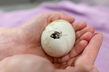 An African penguin begins to hatch at the Aquarium.