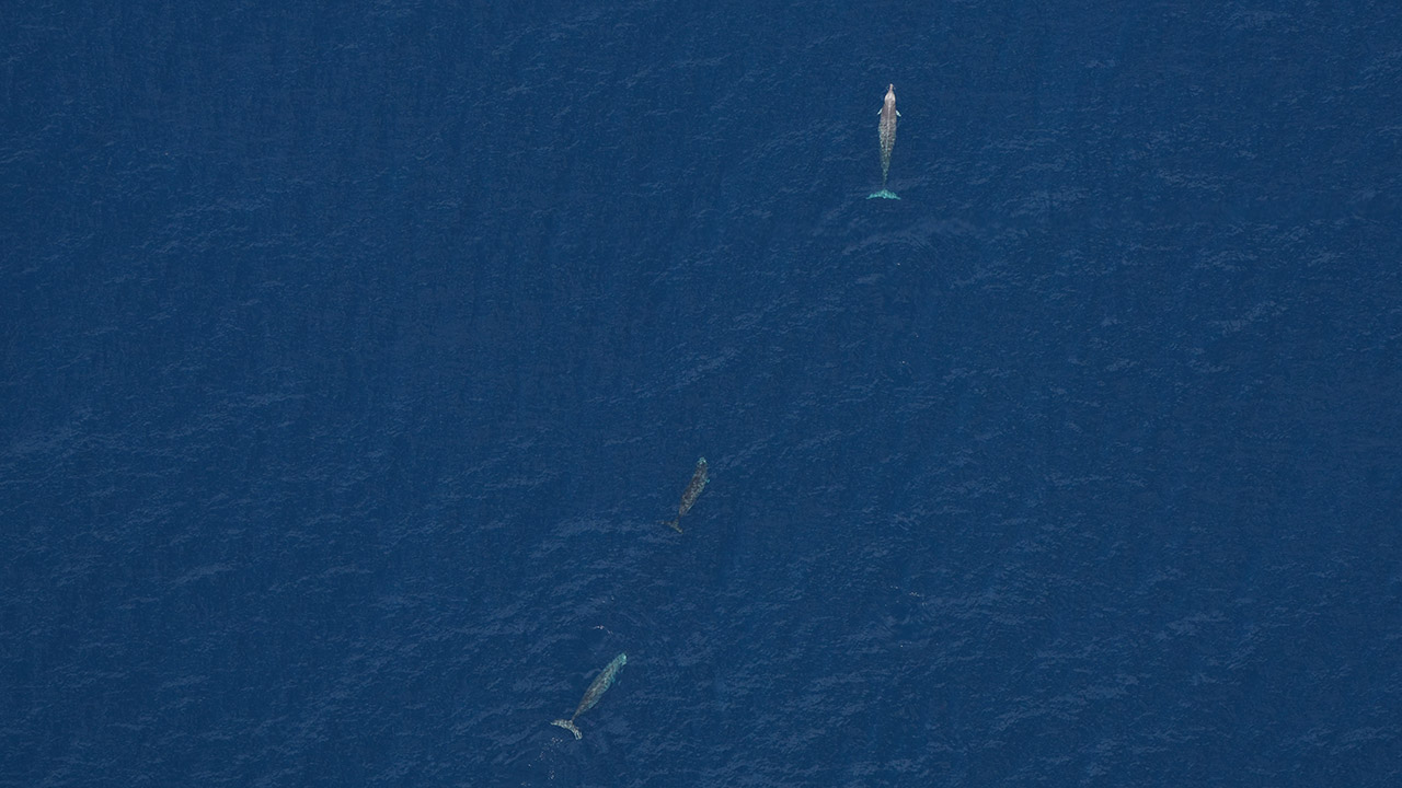 True's beaked whales photographed by our Anderson Cabot Center for Ocean Life aerial survey team on June 11, 2024.