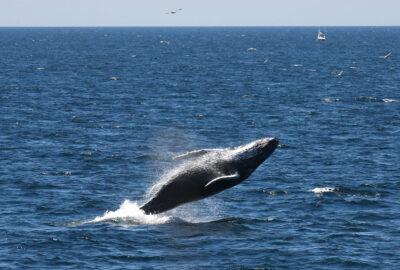 Humpback whale known as Clamp photographed during a Whale Watch