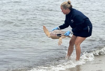 Staff from the New England Aquarium and it’s Anderson Cabot Center for Ocean Life released nine sea turtles off Cape Cod over the past week.