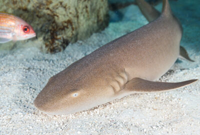 Cirri the nurse shark can be found in the Giant Ocean Tank at the New England Aquarium