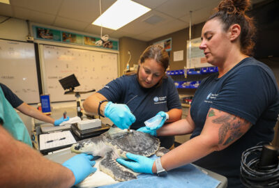 Animal Care team members caring for a sea turtle