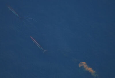 Everybody Poops—Even Whales