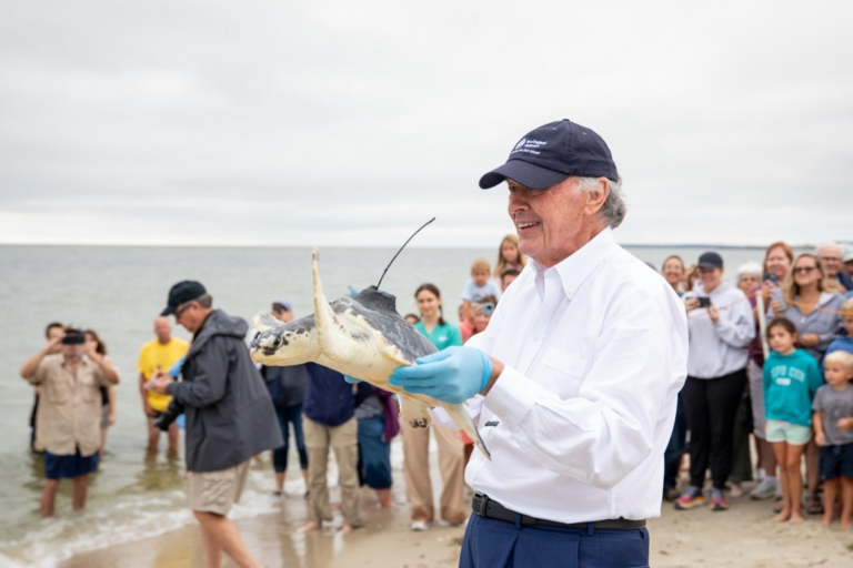 Senator Edward J. Markey and Aquarium staff release five rehabilitated ...