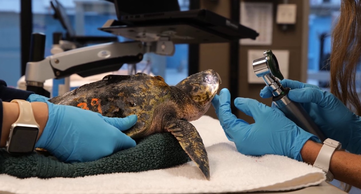 Sea Turtle Hospital