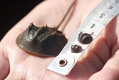 small horseshoe crab in a hand