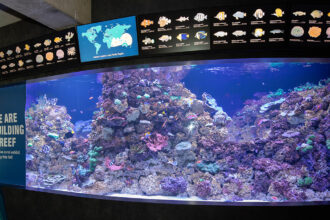 Healthy Corals, Healthy Reefs live coral exhibit