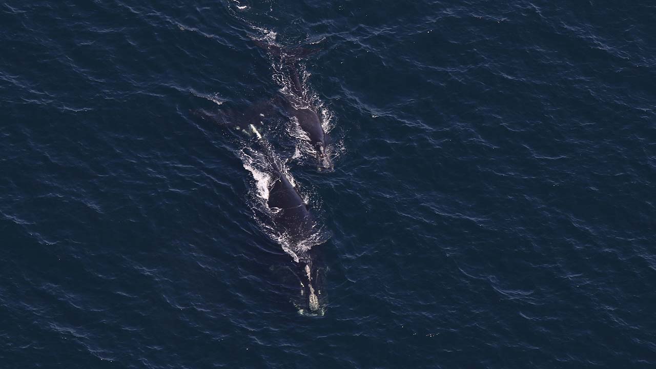 Right whale “Monarch” (Catalog #2460) and her calf in Cape Cod Bay on April 17, 2025