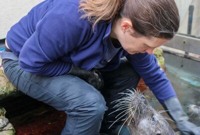 Patty with the Atlantic harbor seals