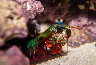 A mantis shrimp peeking out from coral and rocks