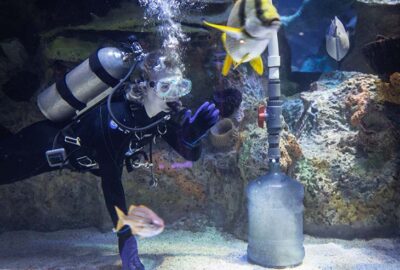 Diving into Conservation