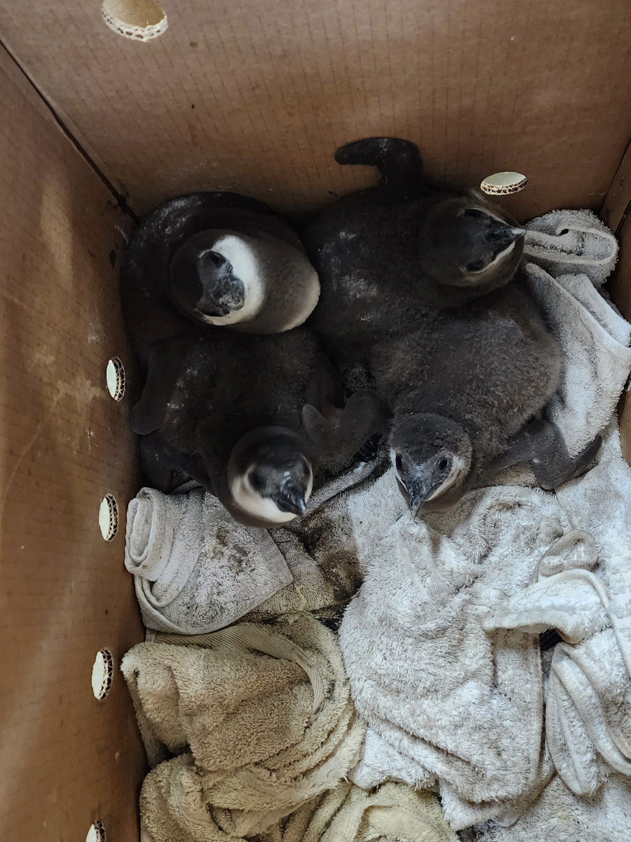 Abandoned African Penguin chicks