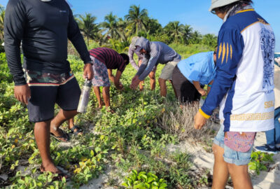 Nature guides identify native vegetation of coastal dunes.