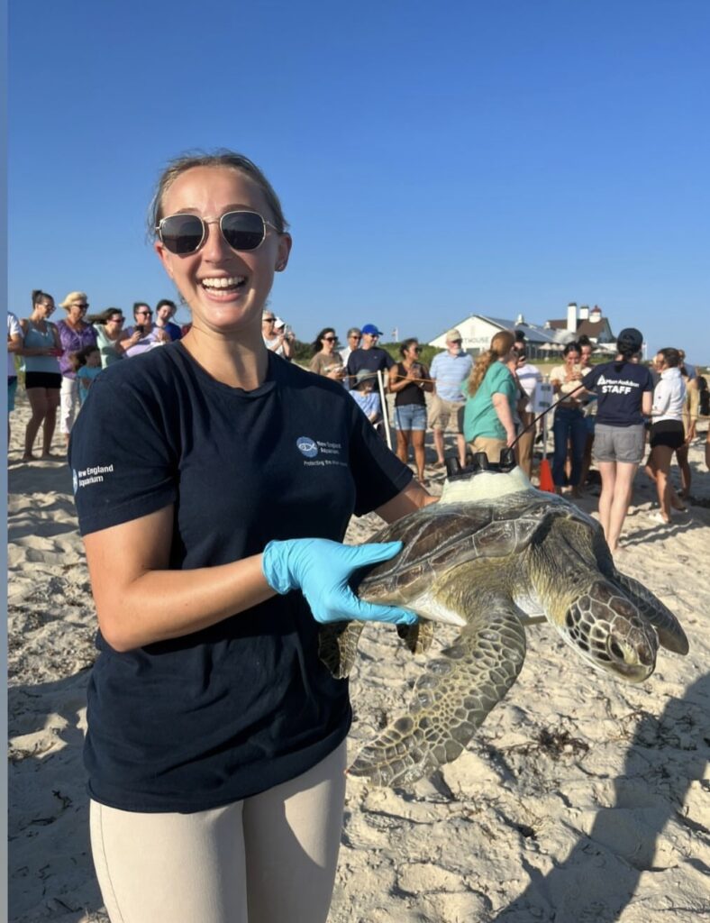 Novel Research Investigates How a Sea Turtle’s Natural Behavior Leads ...