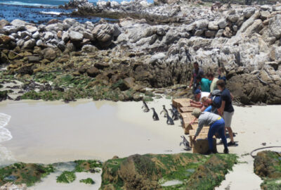 African penguins being released back into the wild.