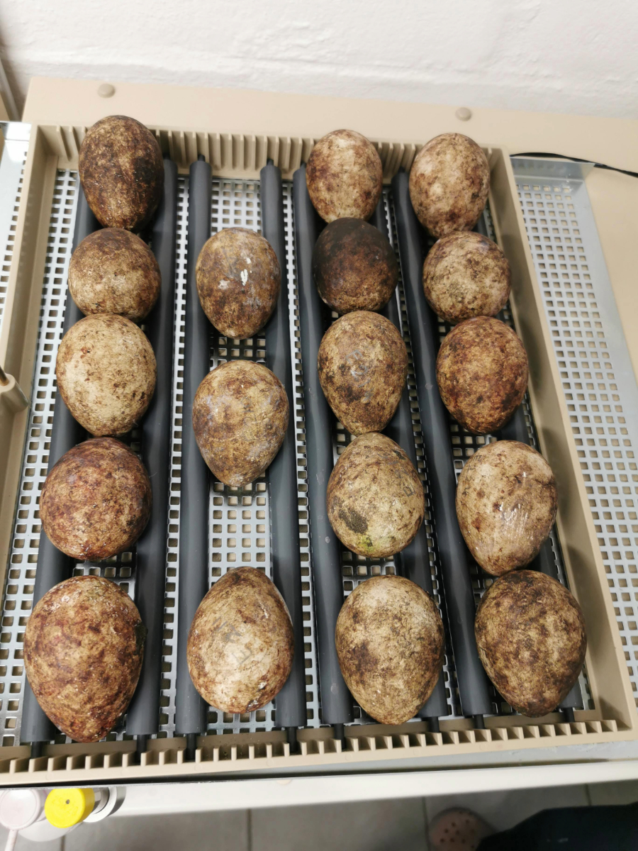 Rescued eggs in an incubator