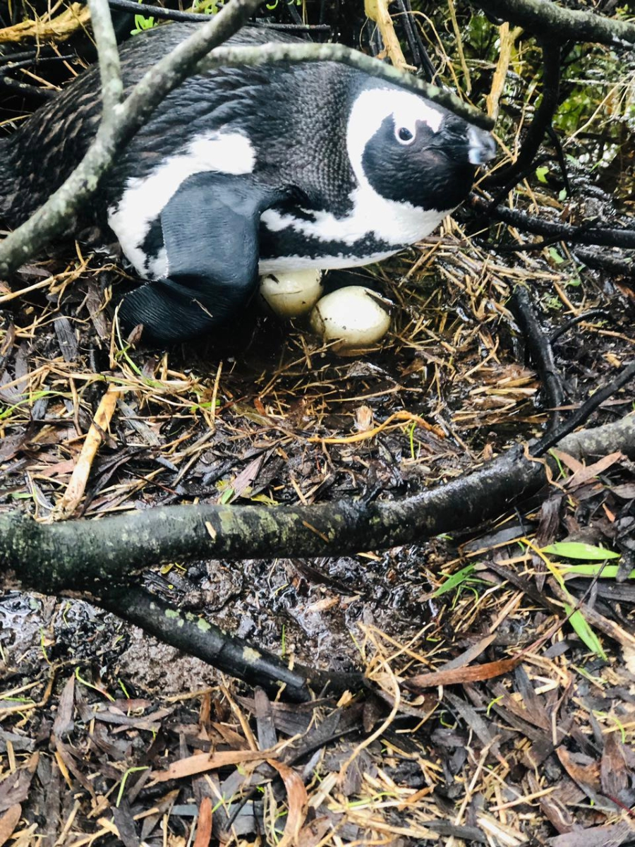 A flooded penguin nest