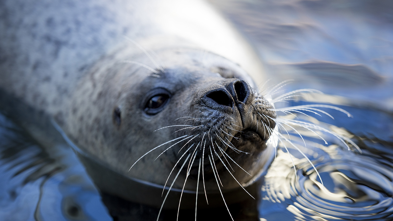 Amelia the Atlantic harbor seal