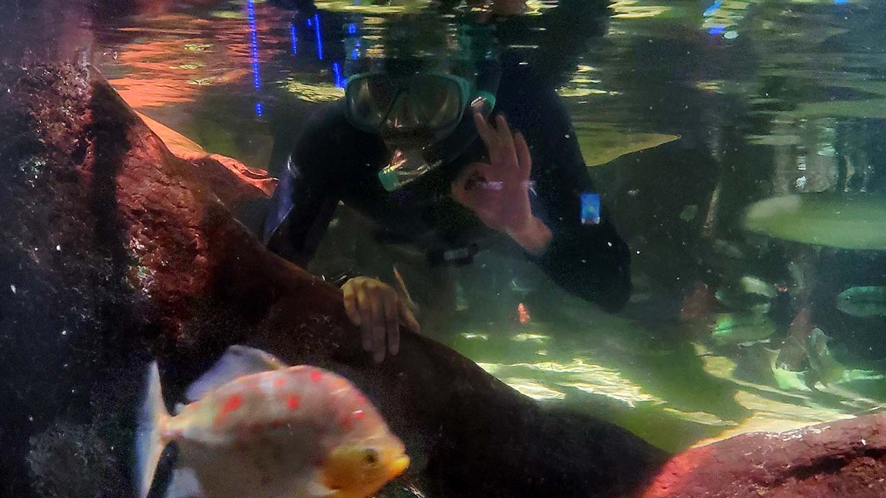 Person snorkeling underwater making an