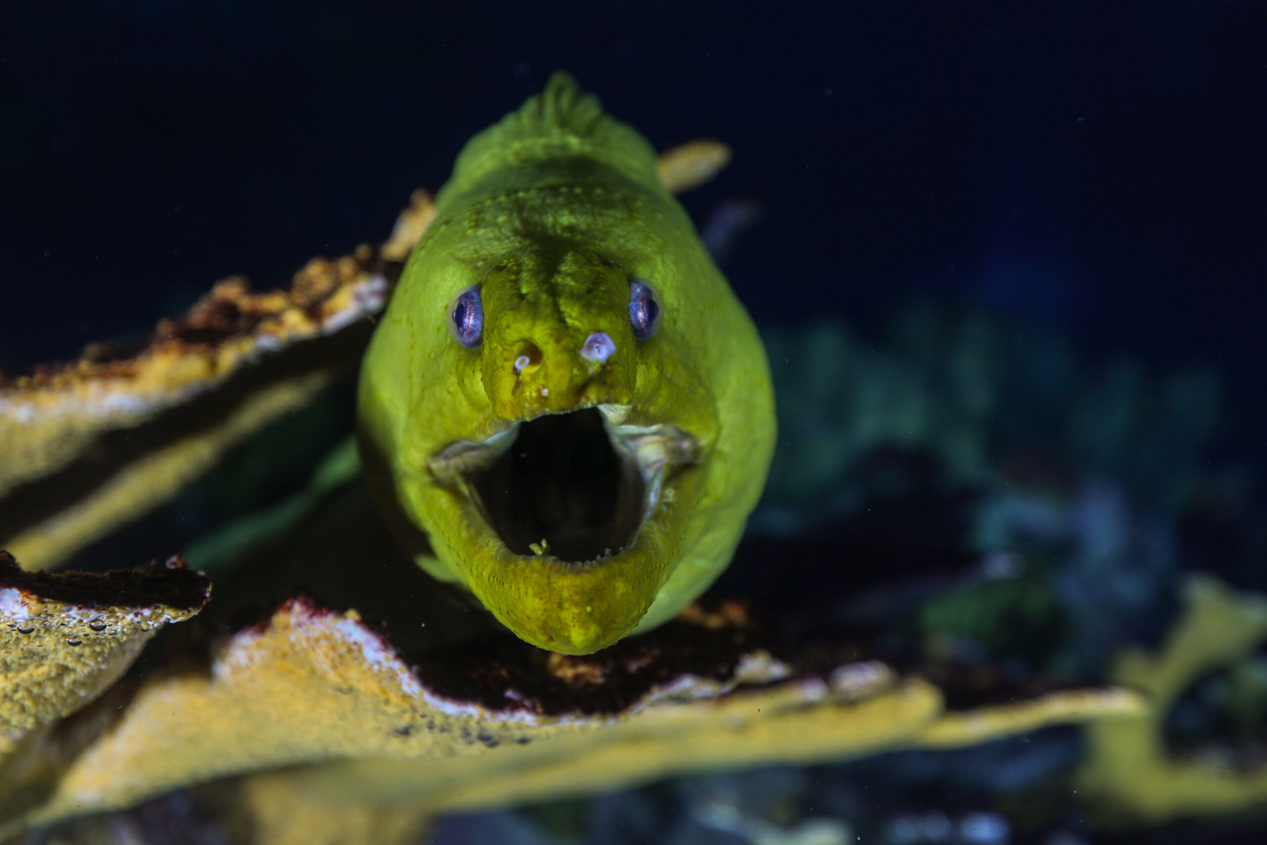 Thomas the green moray eel