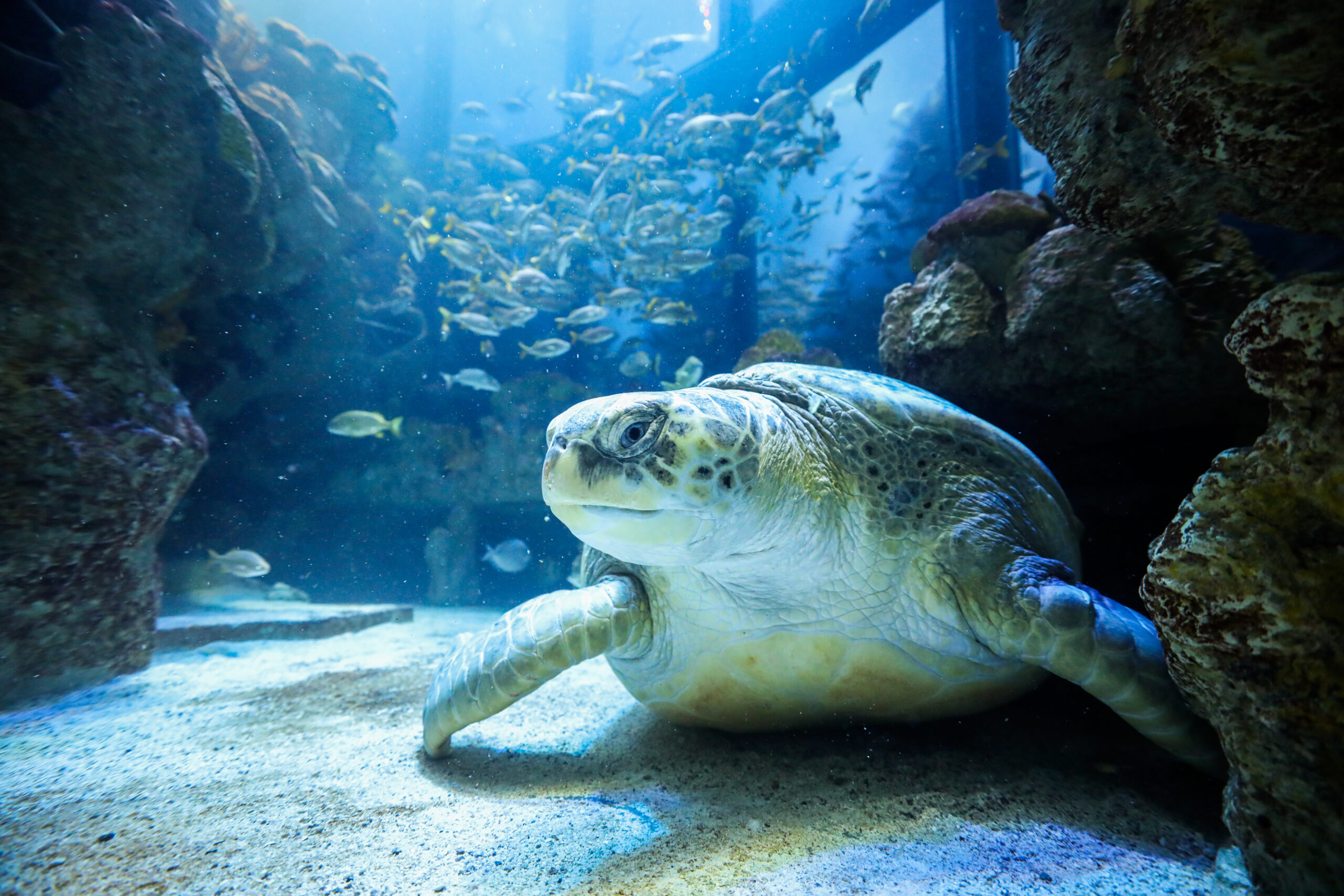 Myrtle the green sea turtle
