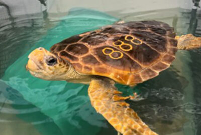 Patient Stories from Our Sea Turtle Hospital: Hercules and Athena