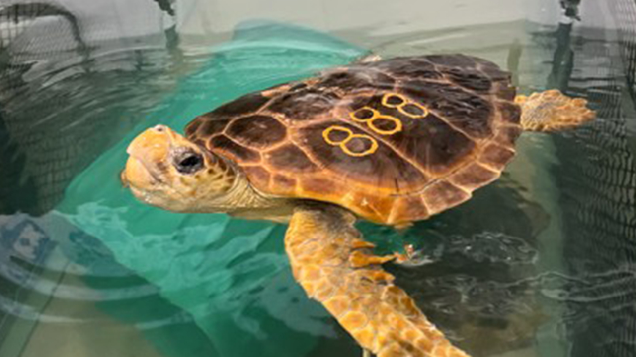 Athena swimming in a tank at the Sea Turtle Hospital