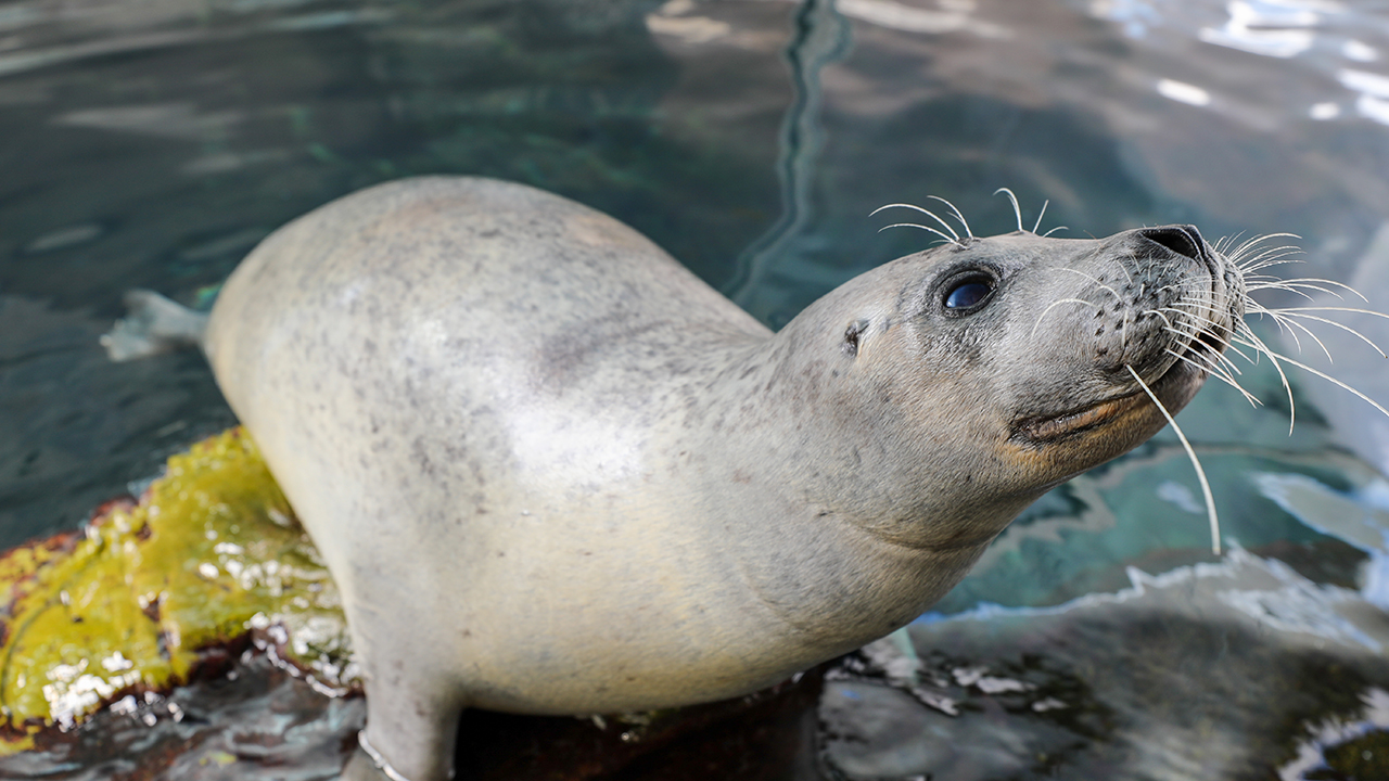 Trumpet the Atlantic harbor seal