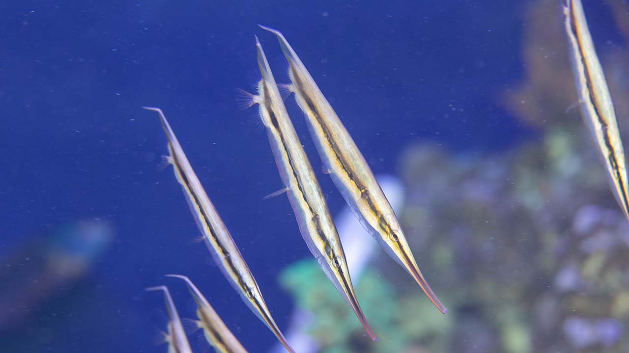 Shrimpfish often swim in a vertical position, with their heads facing the ocean bottom