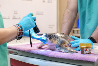Hercules sustained an infection around his flippers, which required surgical treatment