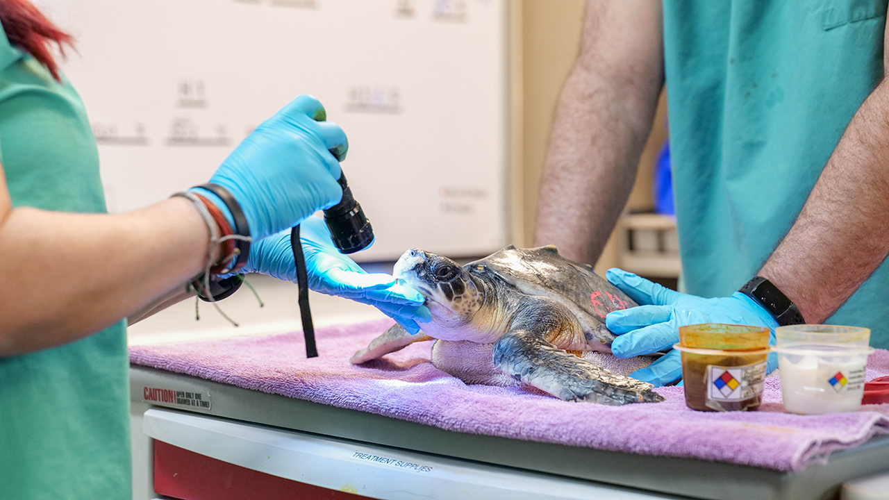 Hercules sustained an infection around his flippers, which required surgical treatment