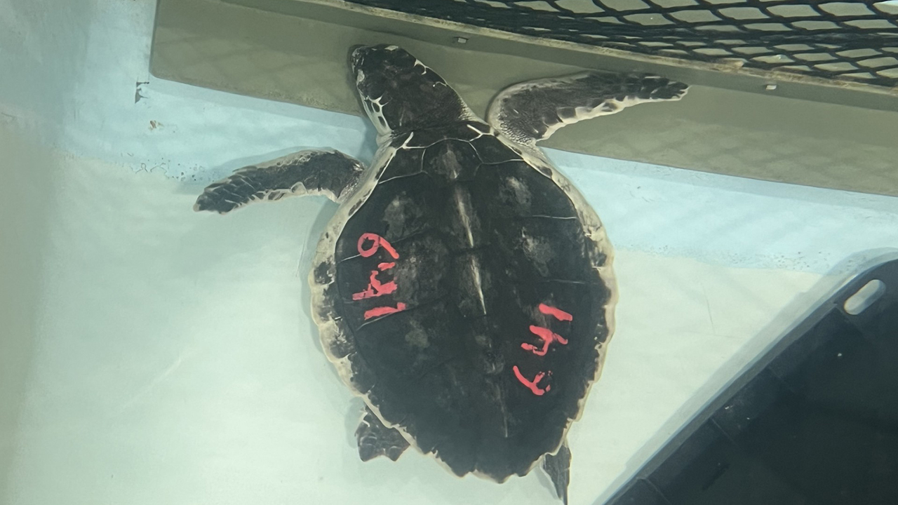 Hercules sustained an infection around his flippers, which required surgical treatment
