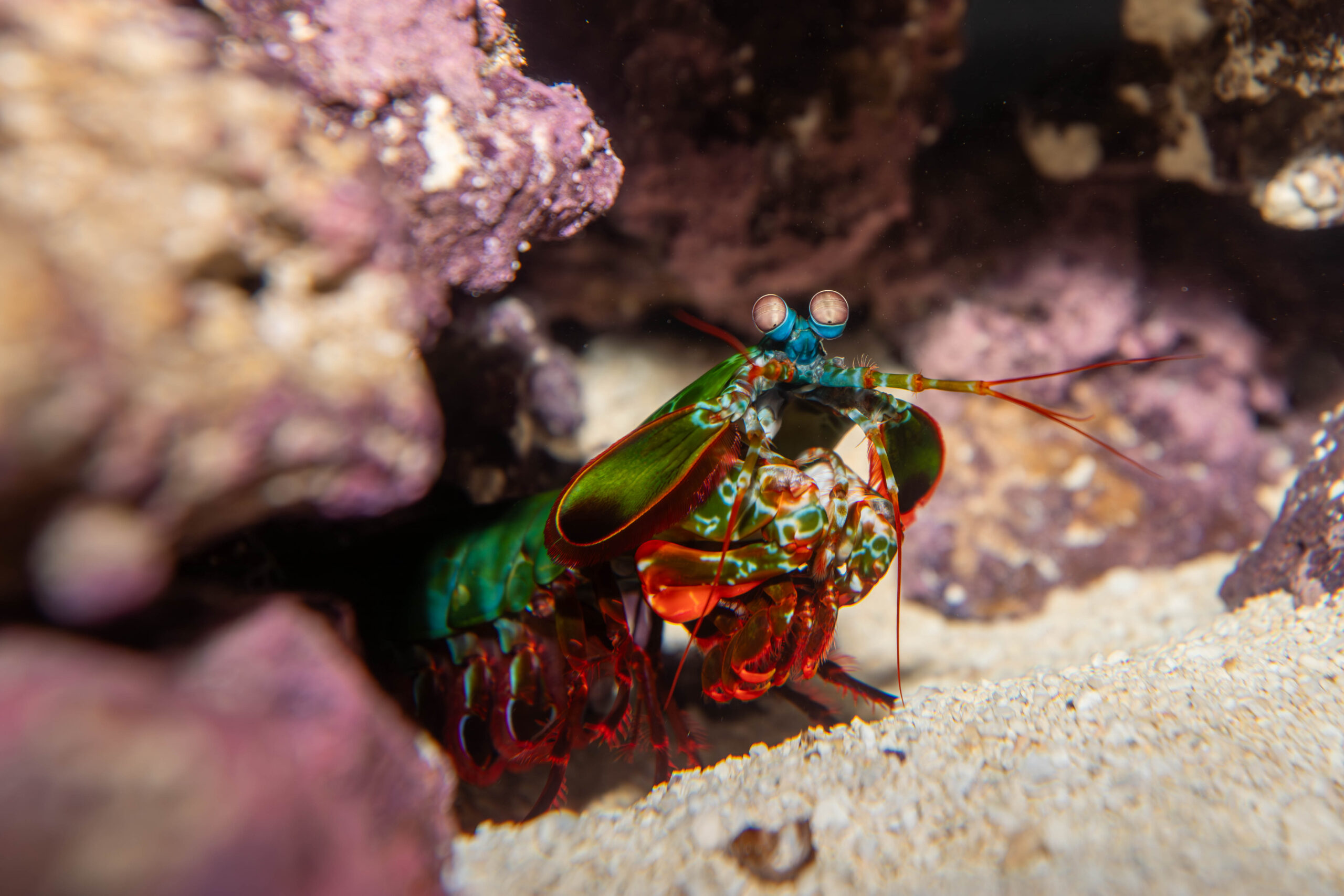Mantis shrimp in our Healthy Corals, Healthy Reefs exhibit
